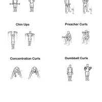 Biceps Workout Chart