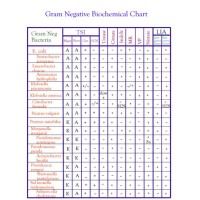 Biochemical Reaction Chart Of Gram Negative Bacteria