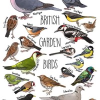 Bird Identification Chart Printable Uk