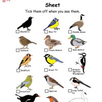 Bird Identification Chart Printable