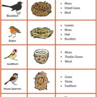 Bird Nest Identification Chart Uk