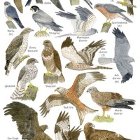 Bird Of Prey Identification Chart Uk