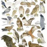 Bird Of Prey Identification Chart