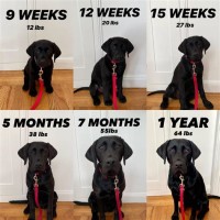 Black Lab Growth Chart