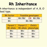Blood Type Inheritance Chart Rh Factor