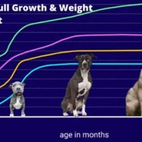 Blue Nose Pitbull Puppy Size Chart