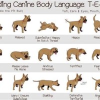 Boxer Dog Body Language Chart