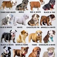 Brindle English Bulldog Color Chart