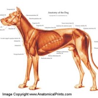 Canine Muscle Anatomy Chart