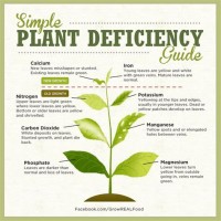 Cans Nutrient Deficiency Chart