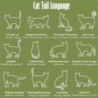 Cat Body Language Chart