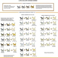 Cat Color Breeding Chart