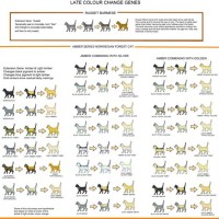 Cat Color Chart Breeding