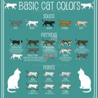 Cat Color Chart Calculator