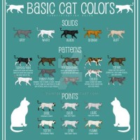 Cat Color Chart