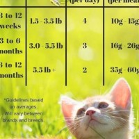 Cat Weight Chart By Age Domestic Shorthair