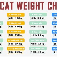 Cat Weight Chart By Age Kg