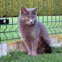 Cattery Chartreux Du Gris Tendre