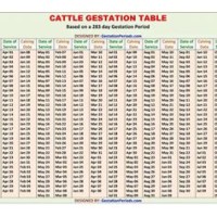 Cattle Gestation Period Chart