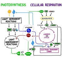 Cell Respiration Flow Chart