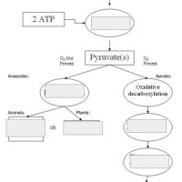 Cellular Respiration Flow Chart Quizlet