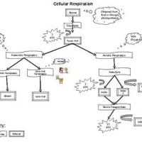 Cellular Respiration Flow Chart Worksheet