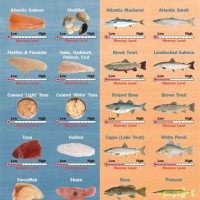 Chart Of Fish Mercury Levels