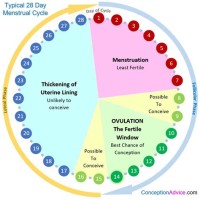 Chart Of Most Fertile Days