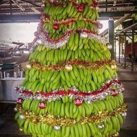 Chart Paper For Christmas Tree Banana