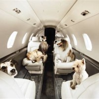 Charter Air Travel With Pets