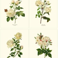 Charting Nature Botanical Prints