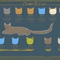 Chartreux Cat Average Weight