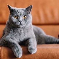 Chartreux Cat Breed Characteristics