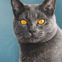 Chartreux Cat Breeders Canada