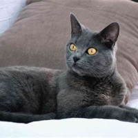 Chartreux Cat Breeders