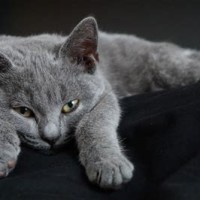 Chartreux Cat Characteristics