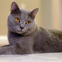 Chartreux Cat Dubai