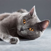 Chartreux Cat New Zealand