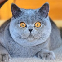 Chartreux Cat Nz