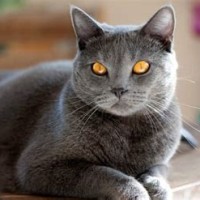 Chartreux Cat Weight