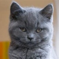 Chartreux Cattery Belgie