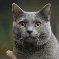 Chartreux Cattery Canada