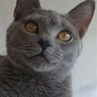 Chartreux Cattery Nederland