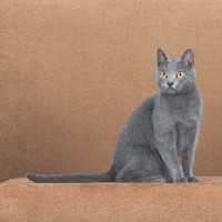 Chartreux Cattery Texas