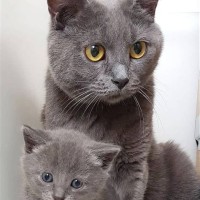 Chartreux Cattery