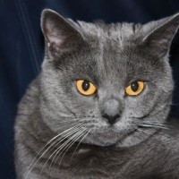 Chartreux Katze Kaufen