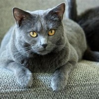 Chartreux Katze