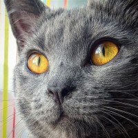 Chartreux Kitten Eye Color