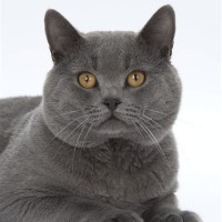 Chartreux Kitten Uk