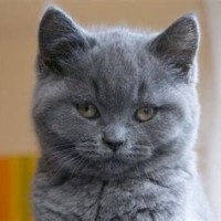 Chartreux Kittens Prijs